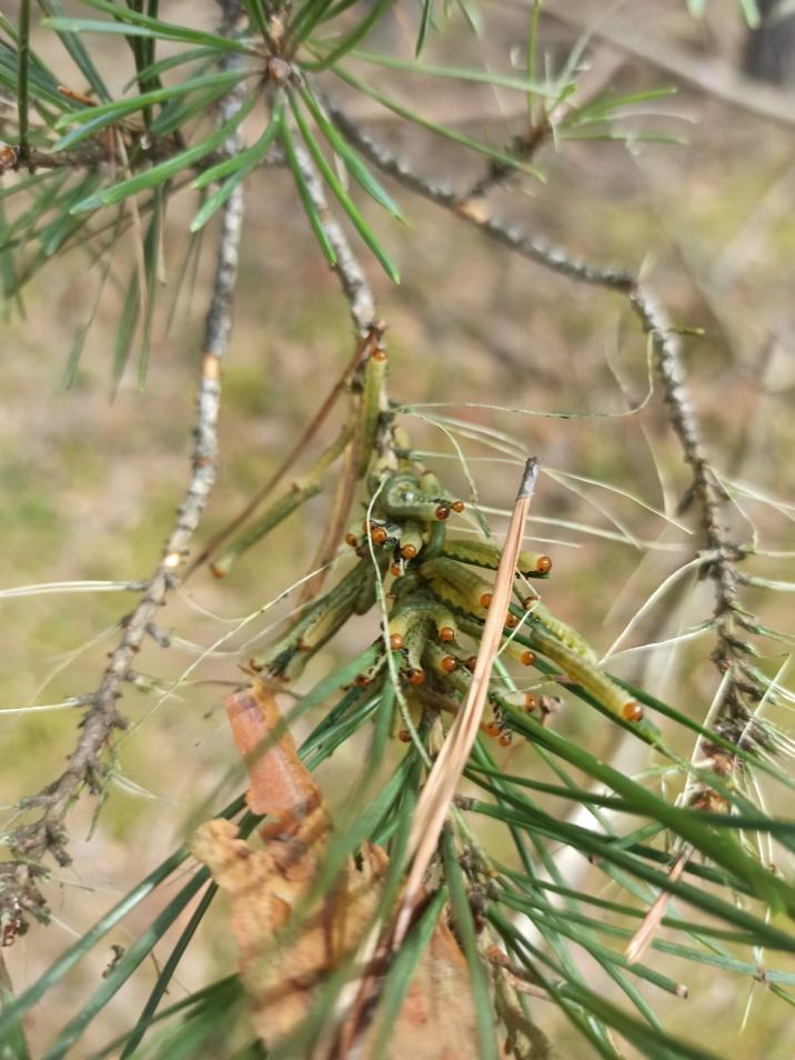 Fot.: Nadleśnictwo Lubichowo