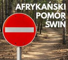 Afrykański pomór świń u dzików